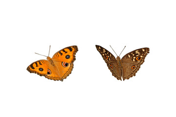 Butterfly with brown wings and black spots on isolated on white background