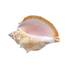 Elegant conch seashell displaying beautiful natural colors isolated on white.