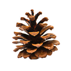 Natural textured brown pine cone with tiny water droplets on white.