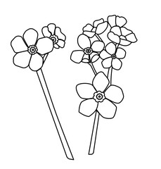 Floral Line Art Forget me not for Kids Coloring, Worksheets, and Decorative Design