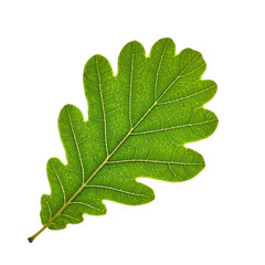 Vibrant green oak leaf with detailed visible venation isolated on white background