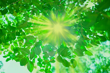 sunshine forest leaves