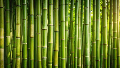 Lush green bamboo stalks densely packed