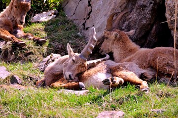 Fototapeta premium Alpine ibex (Capra ibex) in the French Alps - wildlife behavior and alpine nature