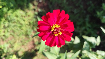 Close-up of a vibrant red zinnia flower in full bloom with a yellow crown center, captured in natural sunlight with a blurred garden background – perfect for floral, nature, and botanical themes.
