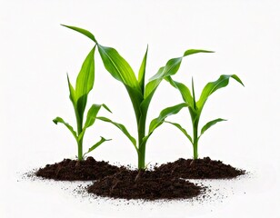 Side view of young maize plant - corn white background. 