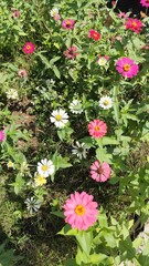 Close-up of a vibrant magenta zinnia flower in full bloom, captured in natural sunlight with a blurred garden background – perfect for floral, nature, and botanical themes.