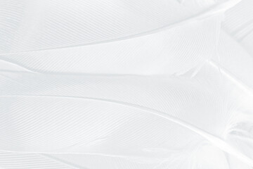 Obraz premium Gray white feather wooly pattern texture background