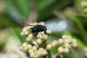 fly on a flower