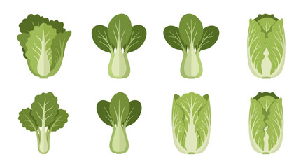 Bok Choy and Napa Cabbage Vector Set
