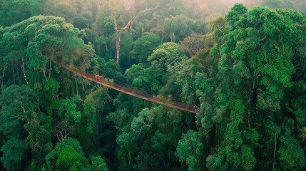 Eco tourism rain forest canopy aerial pathway bridge ropes surrounded lush green tree biodiversity environment