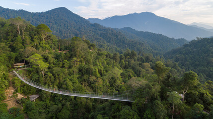 Eco tourism rain forest canopy aerial pathway bridge ropes surrounded lush green tree biodiversity environment