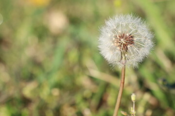 The delicate dandelion seed puff floats gracefully in natures gentle embrace and beauty