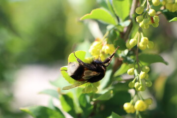 A detailed closeup of a Bumblebee busily pollinating bright and vibrant flowers during springtime