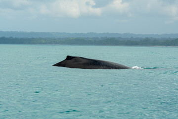 Humpback whale (Megaptera novaeangliae), showing its back on the Pacific coast of Corcovado National Park, Costa Rica