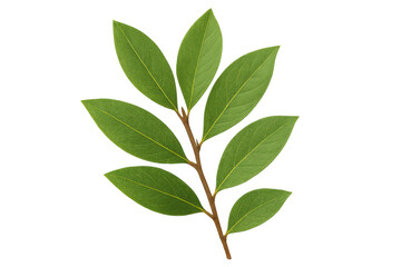 Naklejka premium Sprig of fresh laurel leaves isolated on transparent background, ideal for food and cosmetic projects