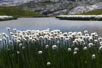 Prairie fleurie au bord d'un étang d'altitude, au col du Sanetch, dans les Alpes Suisse
