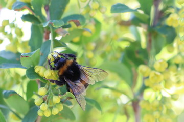 A Bumblebee is Busily Pollinating Beautiful Yellow Flowers During the Spring Season