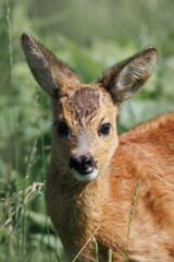 A close-up portrait of a young Roe Deer (Capreolus capreolus), captured on a bright and sunny summer day.	