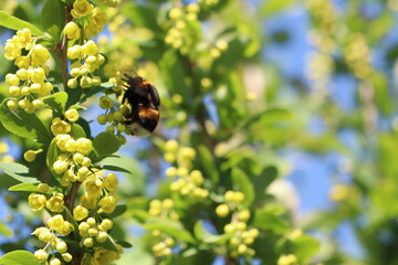 A Bumblebee Engaging in Pollination of a Beautiful Flowering Plant During the Spring Season