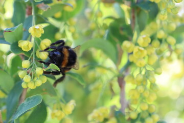 A Bumblebee is Actively Pollinating Beautiful Yellow Flowers that are in Full Bloom