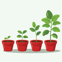 Fototapeta premium Plant Growth Stages in Pots