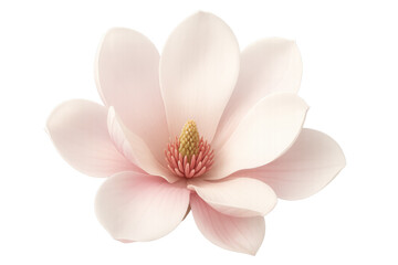 Naklejka premium Soft pink magnolia blossom unfurling delicate petals, revealing intricate stamen against pristine transparent background