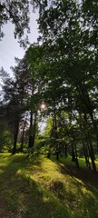 Evening in the forest on the seashore at sunset