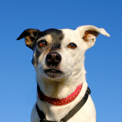 Striking Jack Russell Terrier with Unique Bi-Color Face