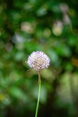 Small white flower with a brown stem is standing in a green field. Wallpapers vertical. Background.