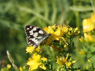 Marbled White (Melanargia galathea)
