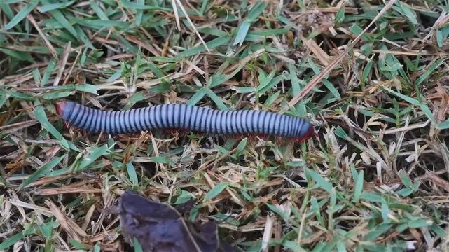 Macro close up footage of Millipede or Myriapod crawling on grasses, animal life, gait through movement of many legs that generates a traveling wave