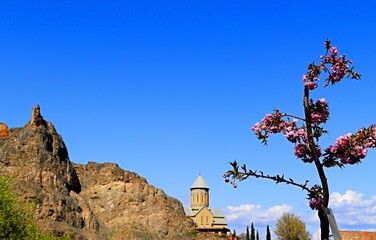 Blossoming Japanese cherry tree against the backdrop of the Church of St. Nicholas in the Narikala...