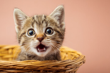 Little kitten in basket