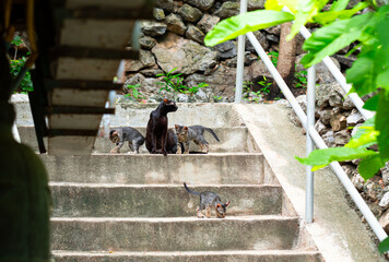 A black mother cat and her three kittens on concrete stairs as the kitten play and naughty.