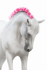 White horse with flowers in mane