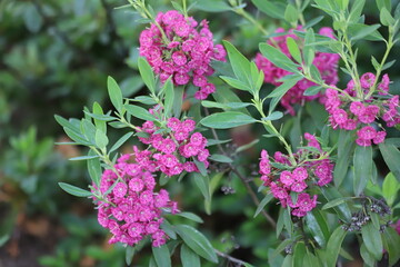 Flowering sheep laurel, Kalmia angustifolia, rubra.