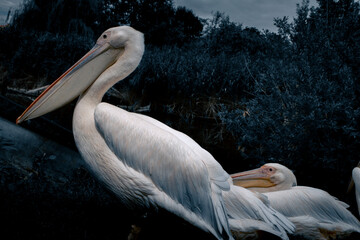pelican in the zoo, wildn animal in the nature, pelicans