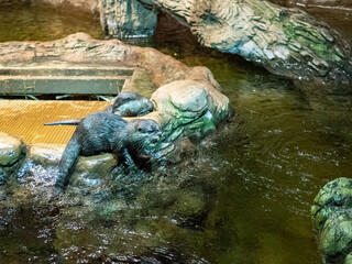 otter eating on the rock in the lake