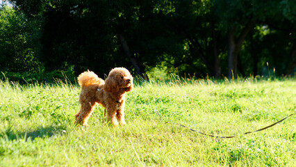 A Playful Dog Enjoys Running Around in a Sunny Green Field Full of Vibrant Grass