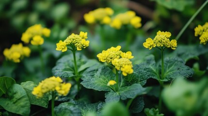 Close-up of vibrant yellow flowers