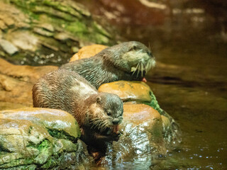 otter eating on the rock in the lake