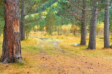 Sunlit Path Through Golden Pines