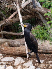 black crowned night heron ardea cinerea