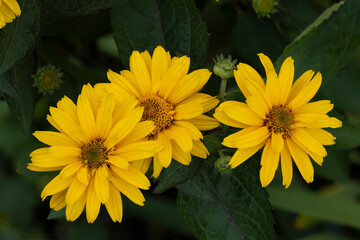 Heliopsis scabra ( Sommersonne, Sonnenauge) im Garten