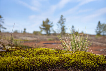 Schweden Nahaufnahme Gräser Flechten Moose Küste Natur