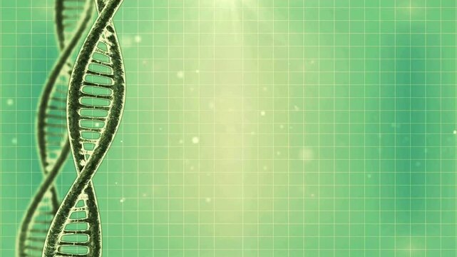 human dna and cell division