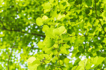 夏の森　ヤマハンノキの葉が輝く08