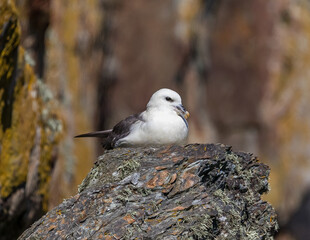 Fulmar resting on cliffs