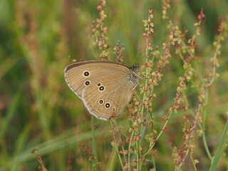 Ringlet (Aphantopus hyperantus)
